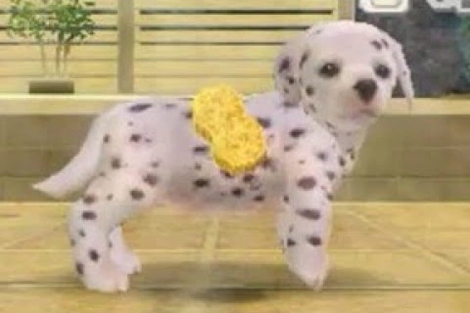 Screenshot for Nintendogs: Dalmatian & Friends