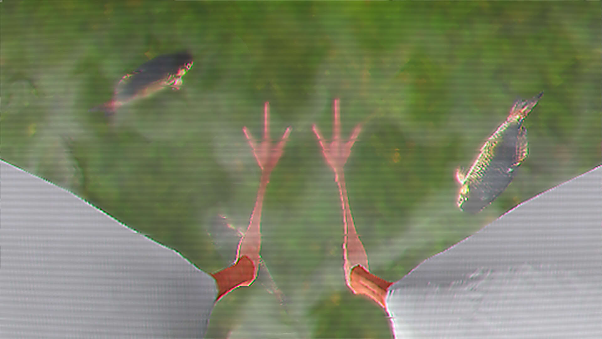 Screenshot for Ibis AM