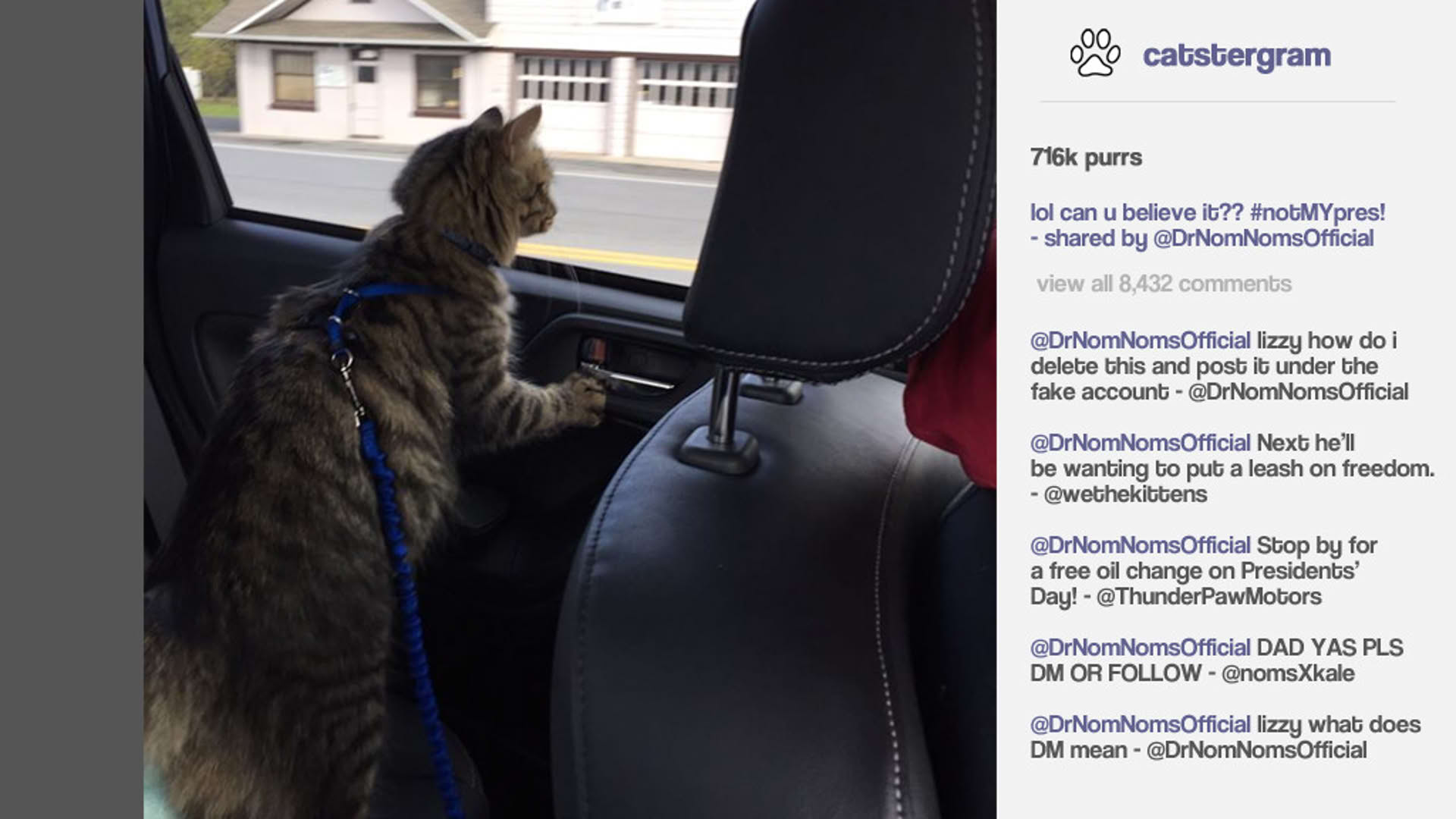 Screenshot for Cat President: A More Purrfect Union