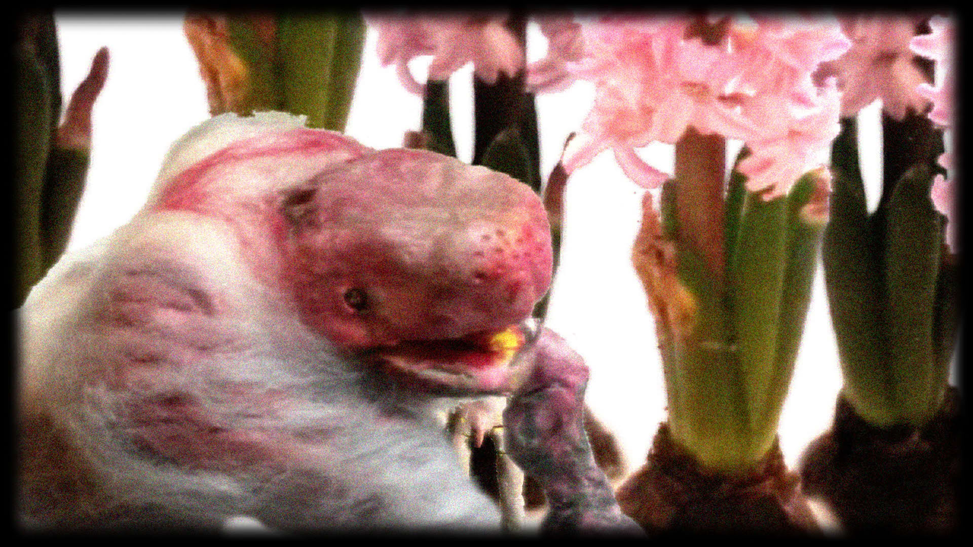 Screenshot for Dujanah